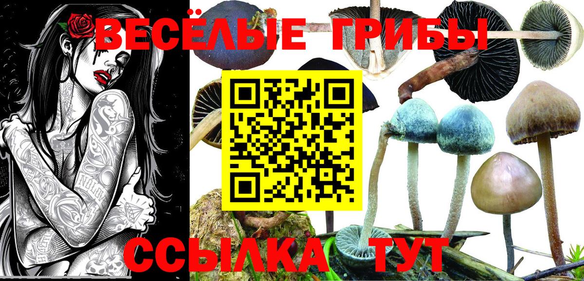 Галлюциногенные грибы Psilocybe Нальчик